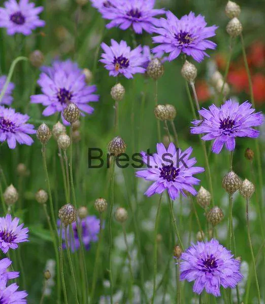 Catananche caerulea 'Blue'